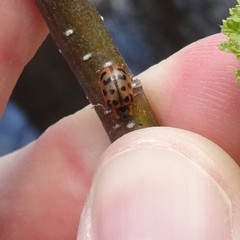 Chrysomela mainensis