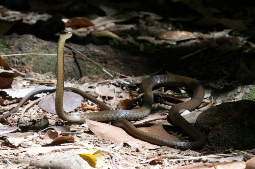 Dendrelaphis calligaster observed 2026-09-03