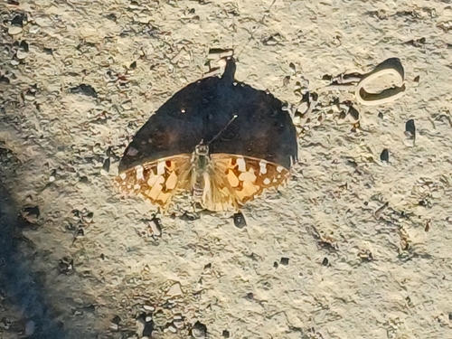 Painted Lady