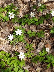 Anemonoides nemorosa