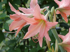 Hippeastrum