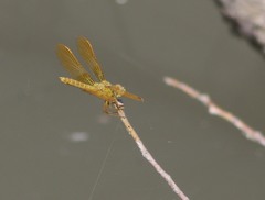 Perithemis intensa