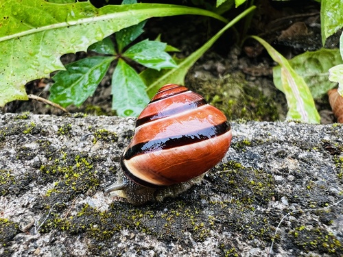Brown-lipped Snail