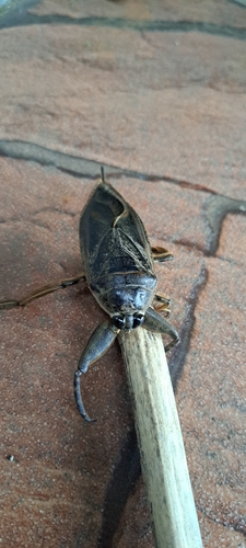 Lethocerus annulipes