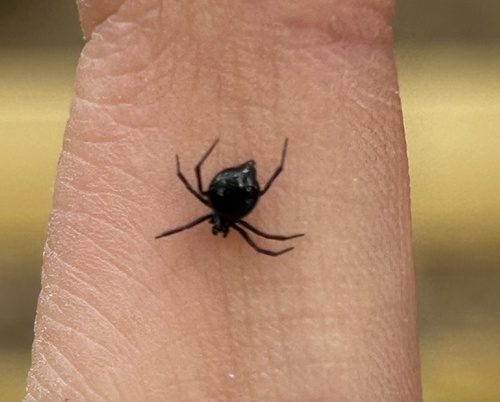 Ant-eating theridiid