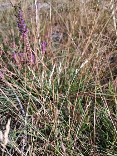 Danthonia decumbens observed 2026-09-11