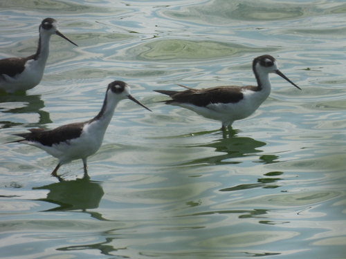Black-necked Stilt