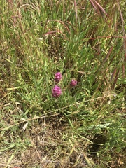 Castilleja exserta