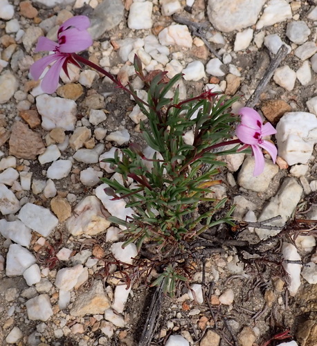 Pelargonium laevigatum, photograph 2