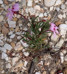 Pelargonium laevigatum, photograph (c) Nicola van Berkel, some rights reserved (CC BY-SA)