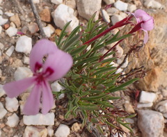 Pelargonium laevigatum