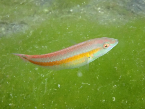 Halichoeres hartzfeldii observed 2026-09-10