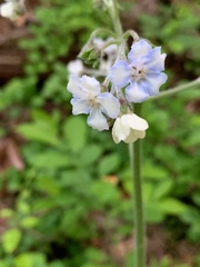 Andersonglossum