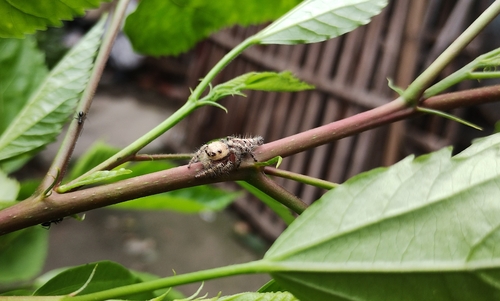 Heavy-bodied Jumper