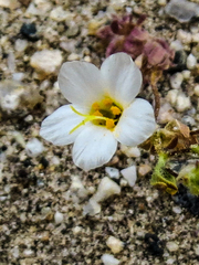 Leptosiphon chrysanthus decorus