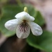 Largeleaf White Violet - Photo no rights reserved, uploaded by Étienne Lacroix-Carignan