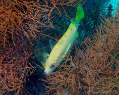 Plectorhinchus chrysotaenia