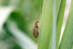 Micromus angulatus