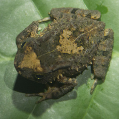 Sclerophrys camerunensis image