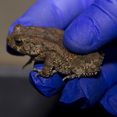 Sclerophrys maculata