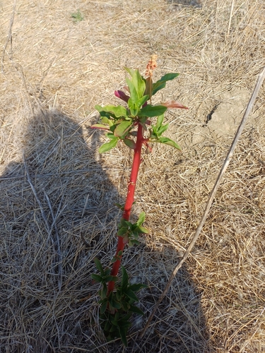American pokeweed