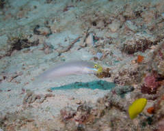 Valenciennea strigata