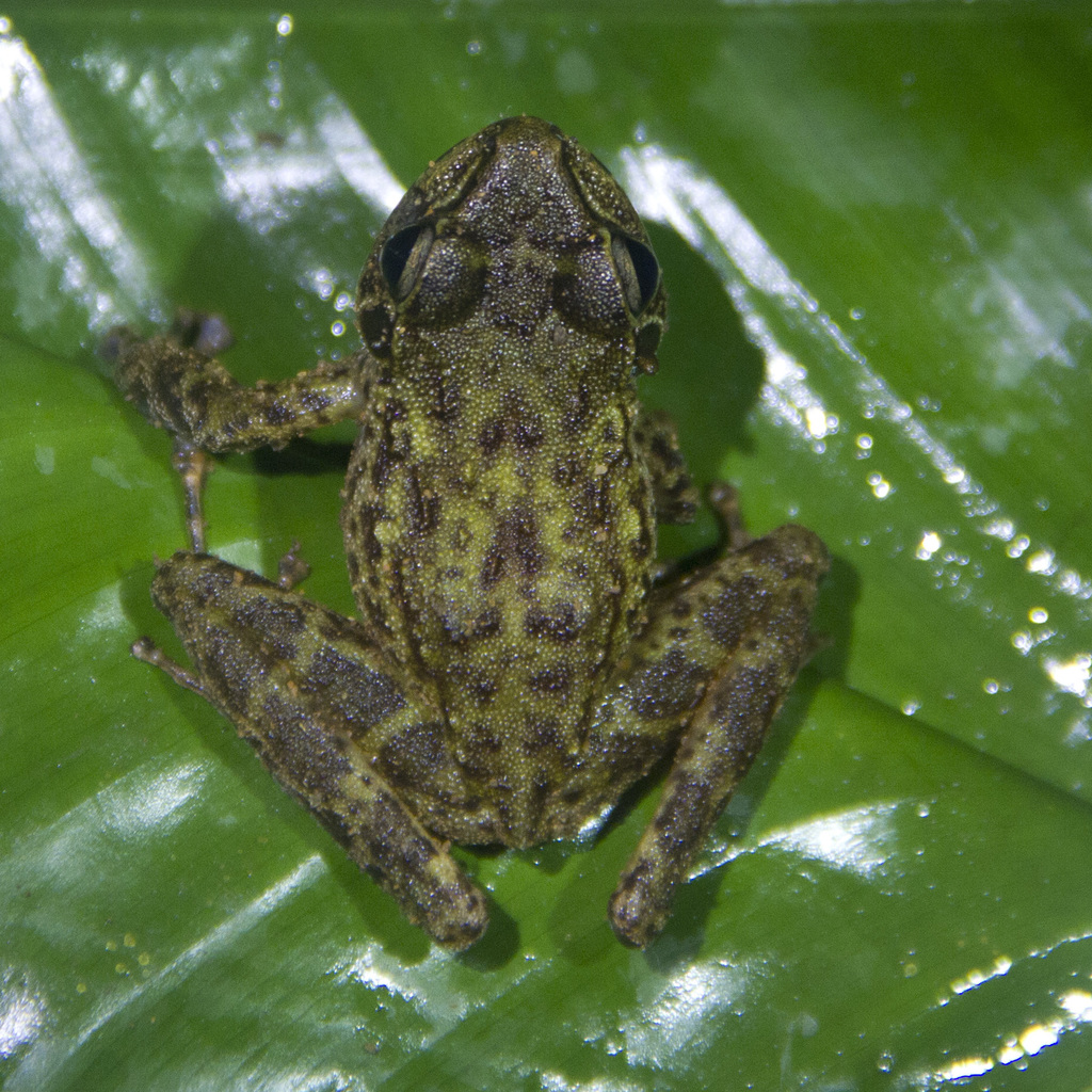 Johnston's Water Frog