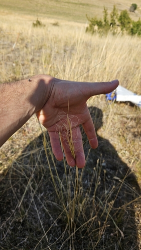 Stipa capillata, photograph 1
