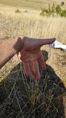 Stipa capillata