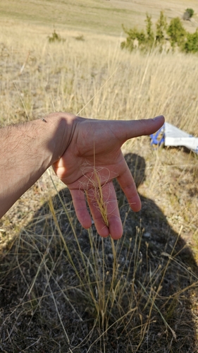 Stipa capillata, photograph 2