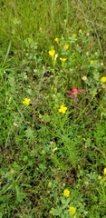 Linum sulcatum