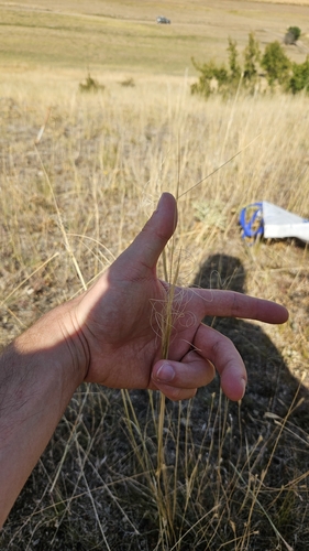Stipa capillata, photograph 3