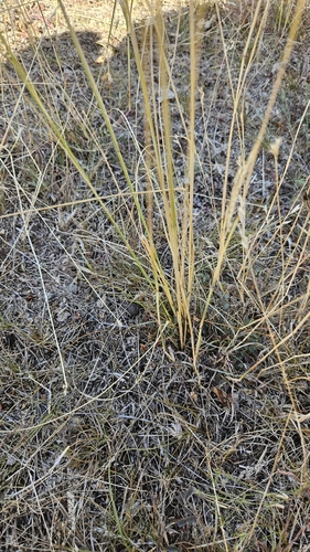 Stipa capillata, photograph 4