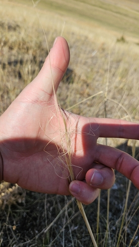 Stipa capillata, photograph 5