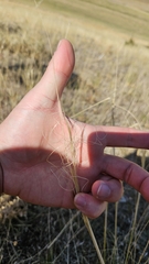 Stipa capillata, photograph author not stated, no rights reserved