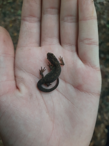 Smooth Newt