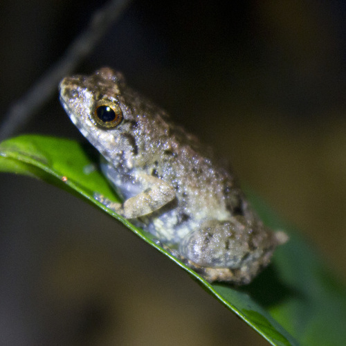 Mottled Squeaker