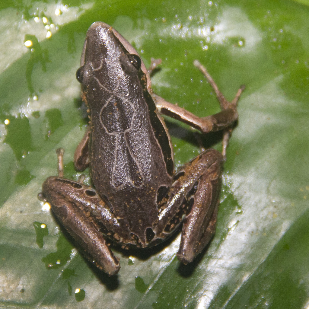 Rio Benito Long-Fingered Frog