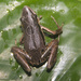 Rio Benito Long-fingered Frog - Photo (c) Chris Quirin, some rights reserved (CC BY), uploaded by Chris Quirin