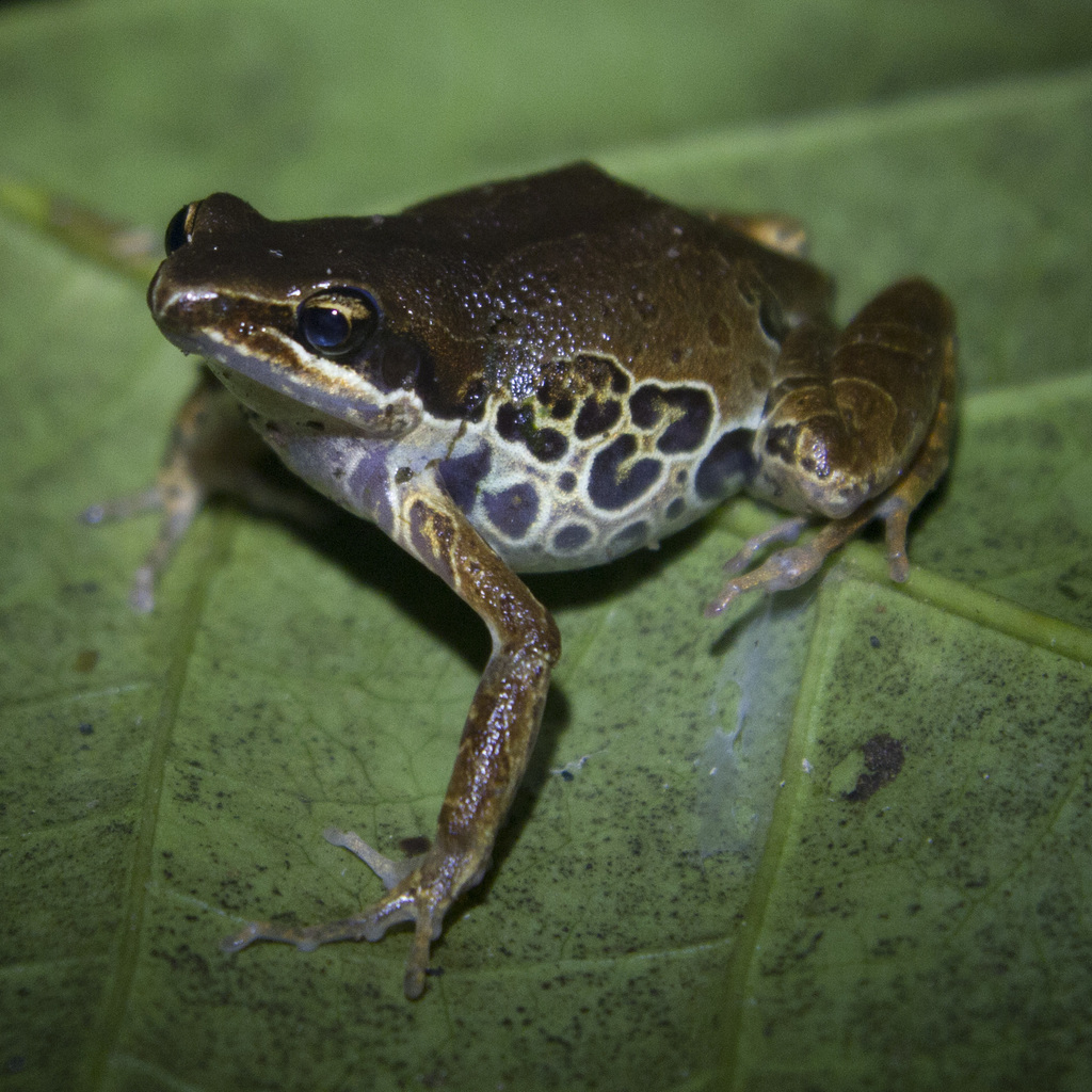 Silver Long-Fingered Frog