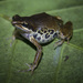 Silver Long-Fingered Frog - Photo (c) Chris Quirin, some rights reserved (CC BY), uploaded by Chris Quirin