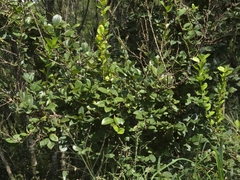 Symplocos paniculata