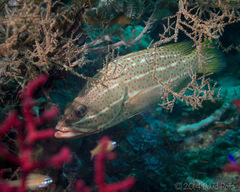 Anyperodon leucogrammicus