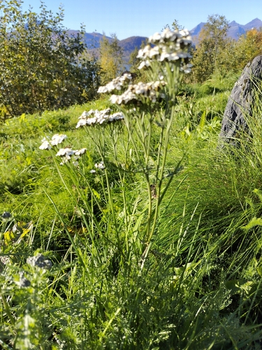 common yarrow