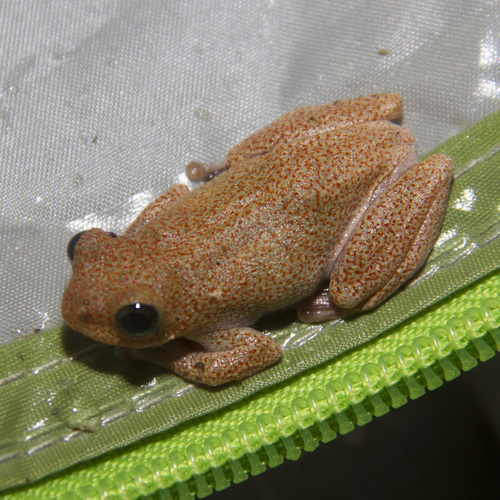 Rainforest Reed Frog, Hyperolius tuberculatus