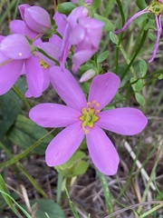 Sabatia angularis, photograph (c) Hannah Jones, some rights reserved (CC BY)