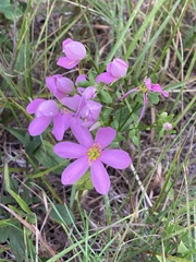 Sabatia angularis, photograph (c) Hannah Jones, some rights reserved (CC BY)