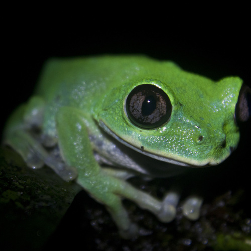 Cameroon Forest Treefrog, Leptopelis brevirostris
