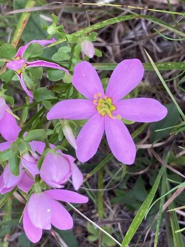 Sabatia angularis, photograph 3