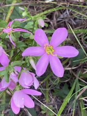 Sabatia angularis, photograph (c) Hannah Jones, some rights reserved (CC BY)